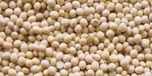 Soybean Seeds