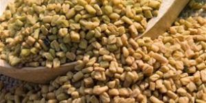 Fenugreek