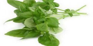 Holy Basil