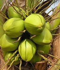 Green Tender Coconuts