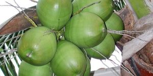 Tender Coconuts