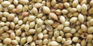 Coriander Seed