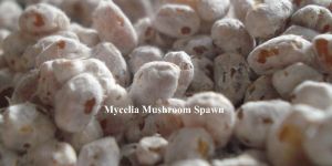 Mushroom Seeds