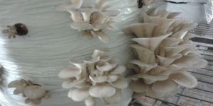 Oyster Mushroom Seeds