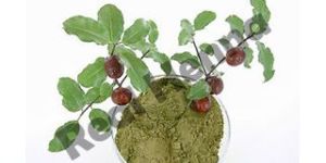 Ziziphnus Mauritiana Powder