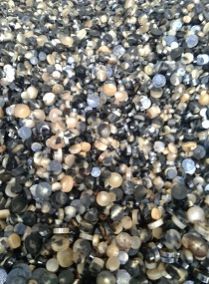 Ox Horn Mix Color Button