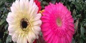 Gerbera Flower