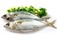Indian Mackerel