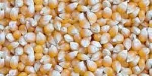 Yellow Maize Seeds