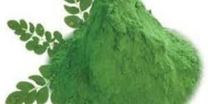 Moringa Leaves Powder