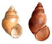 Tonna Cepa Seashells