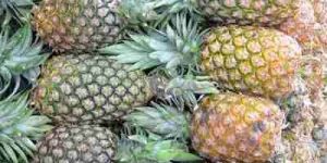 Fresh Pineapples