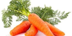 Fresh Carrot