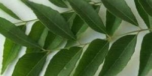 Fresh Curry Leaves
