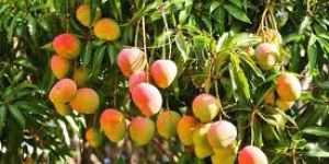 Fresh Mango