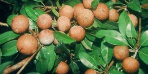 Fresh Sapota