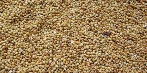 Green Millet