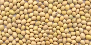 Soybean Extraction Meal