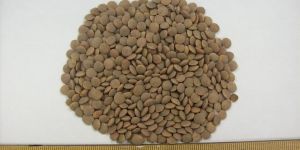 Whole Red Lentils Canada