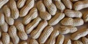 Shelled Groundnuts