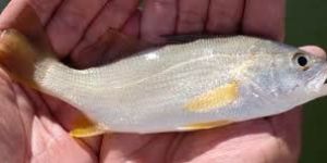 Frozen Silver Croaker Fish