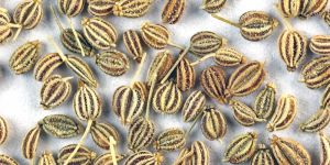 Thymol Seeds