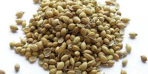 Coriander Seeds