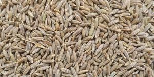 Cumin Seeds