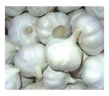 Fresh Garlic