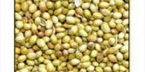 Coriander Seeds