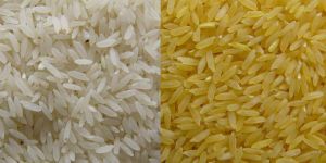 Basmati & Non Basmati Rice