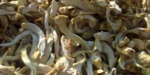 Dried Oyster Mushrooms