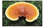 Ganoderma Mushrooms