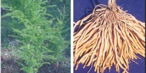 Monopolin Tuber Roots