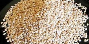 Sesame Seeds- 01