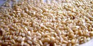 Sesame Seeds-02