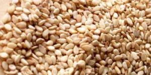 Sesame Seeds-03