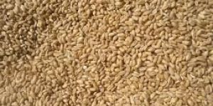 Wheat Grains
