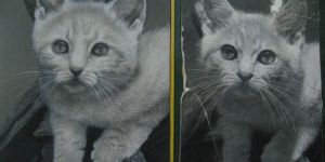 Pet Portrait Miniature Style