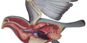 Bird Dissection- Pigeon