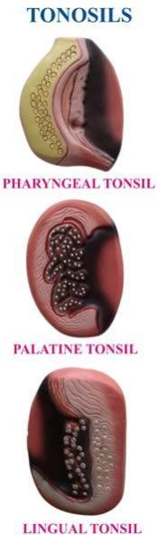 Tonsils Model