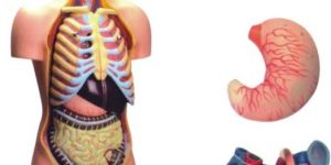 Torso Sexless - 10 Parts