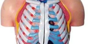 Torso With Head Modal