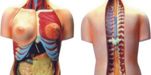 Torso with Interchangable Sex Organs-24 Parts