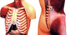 Torso With Muscles and Open Back