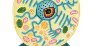 Typical Plant Cell Model