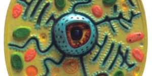 Typical Plant Cell Model