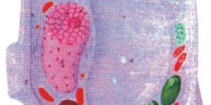 Typical Plant Cell Model