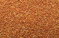Red Millet
