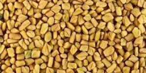Fenugreek Seeds